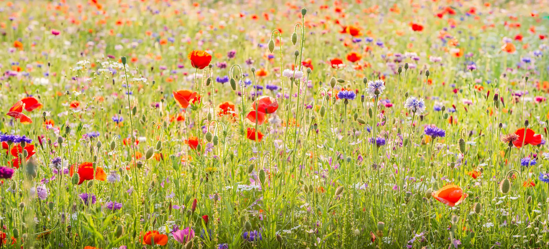 Blumenwiese #2