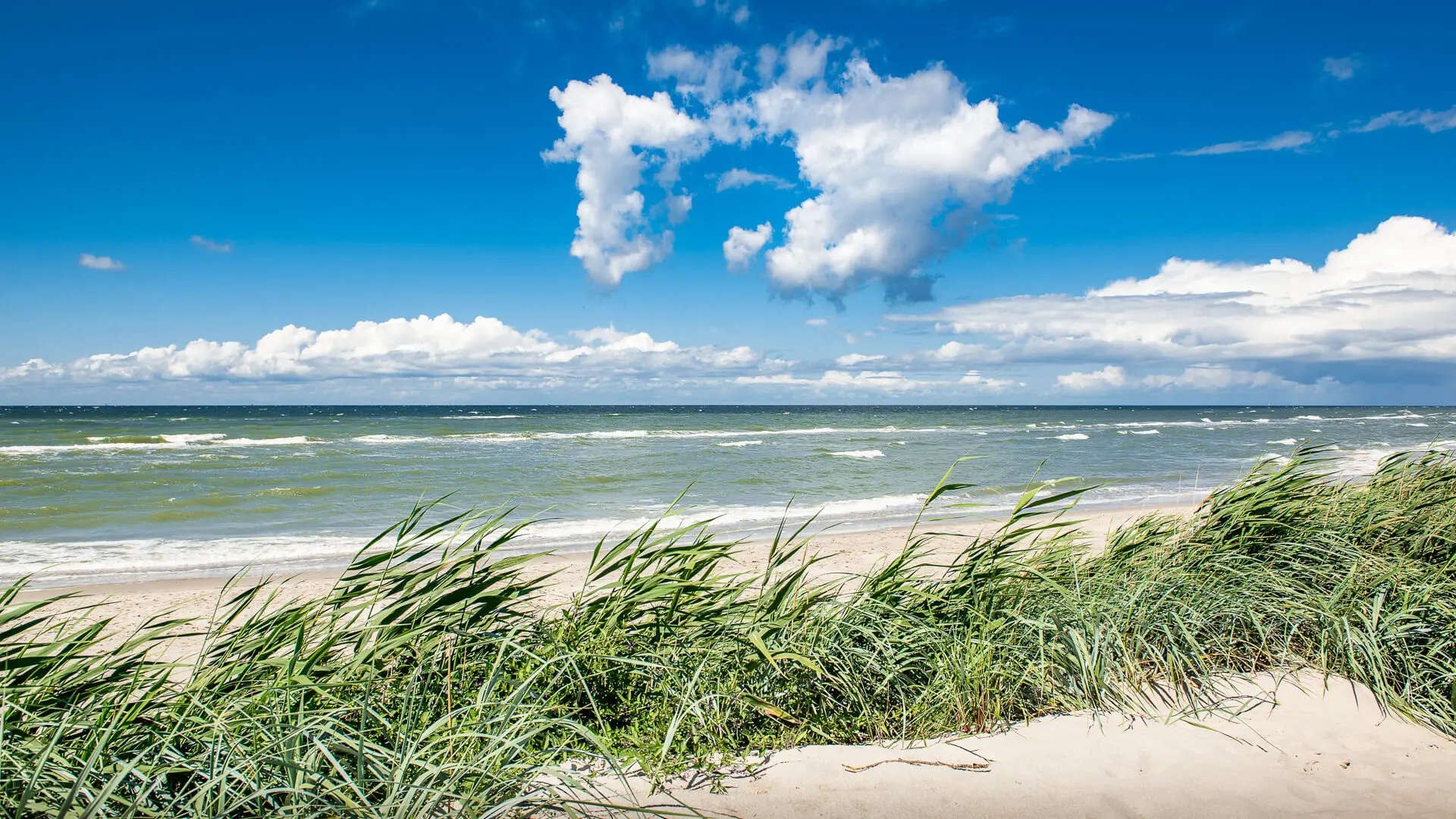 Auf den Dünen - Ostsee