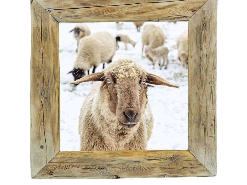 Altholzrahmen-CrazySweetSheepLeni-40x40cm Altholzrahmen-CrazySweetSheepLeni-40x40cm