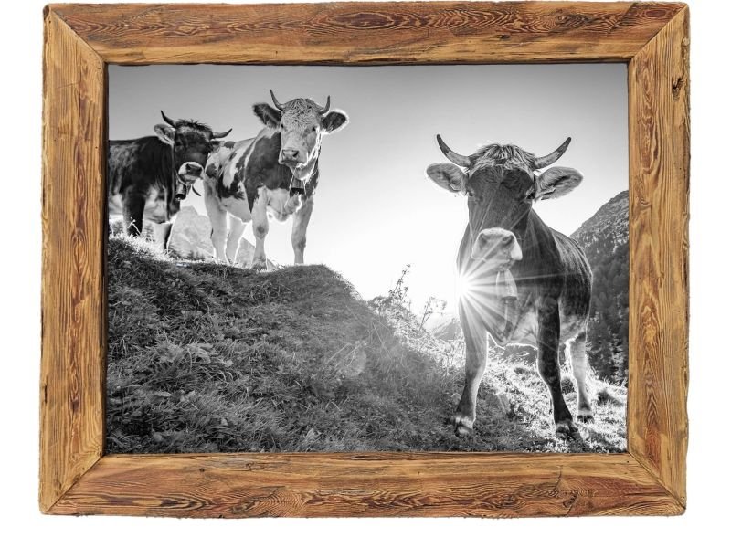 Altholzrahmen-DieKuhMachtMuh3-120x90cm-SW Altholzrahmen-DieKuhMachtMuh3-120x90cm-SW