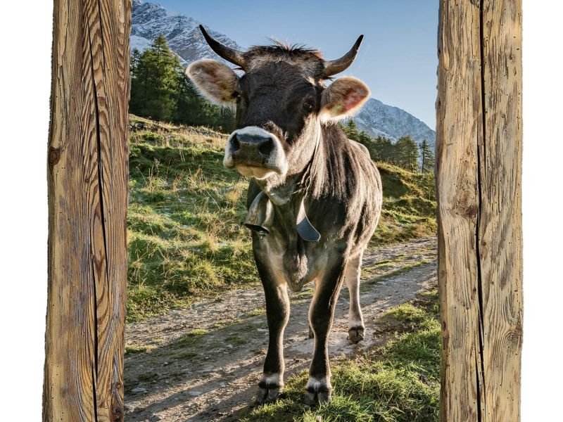 Altholzrahmen-JungKuhAufDerAlm-60x40cm Altholzrahmen-JungKuhAufDerAlm-60x40cm