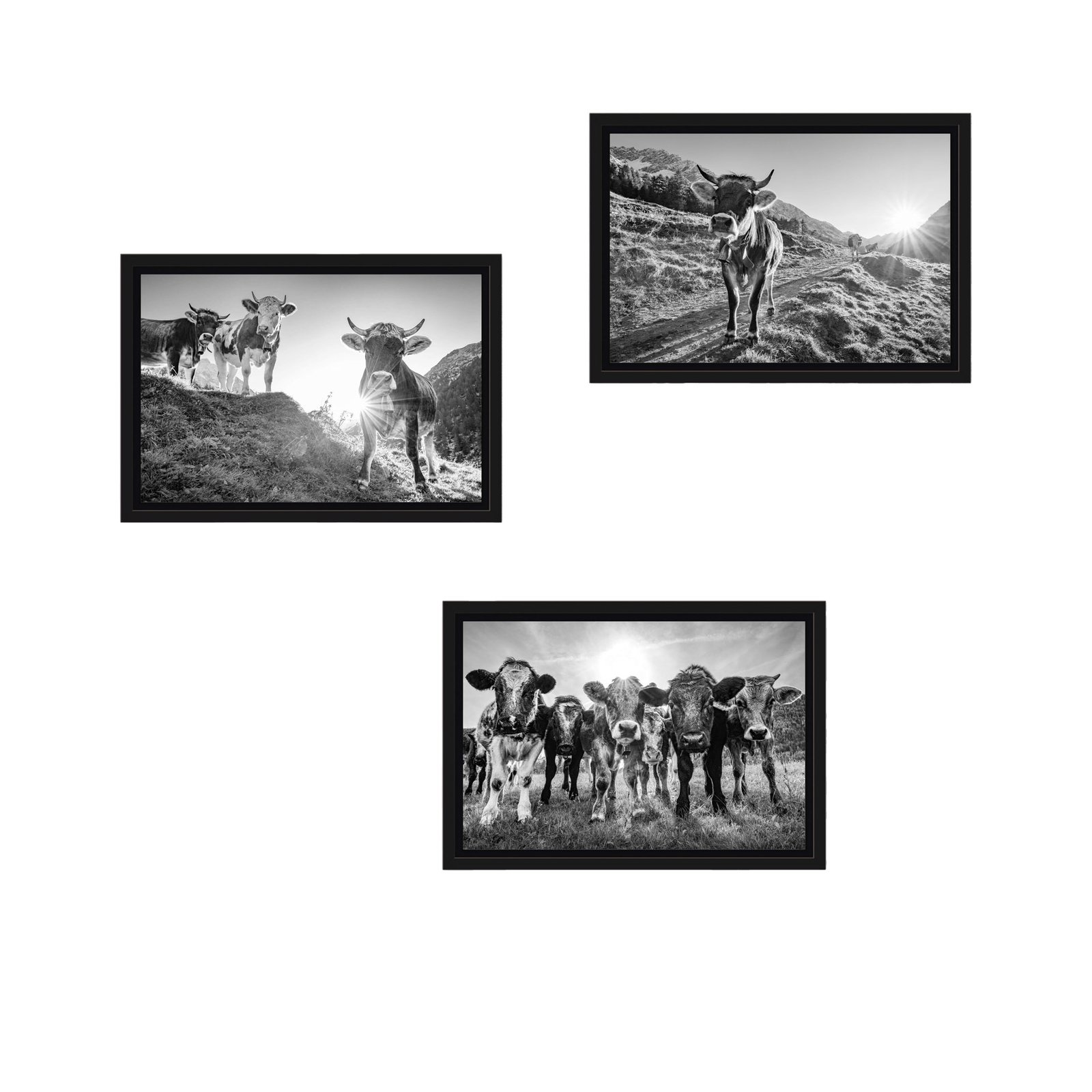 Schattenfugenrahmen-SET-Kühe-30x20cm-SW