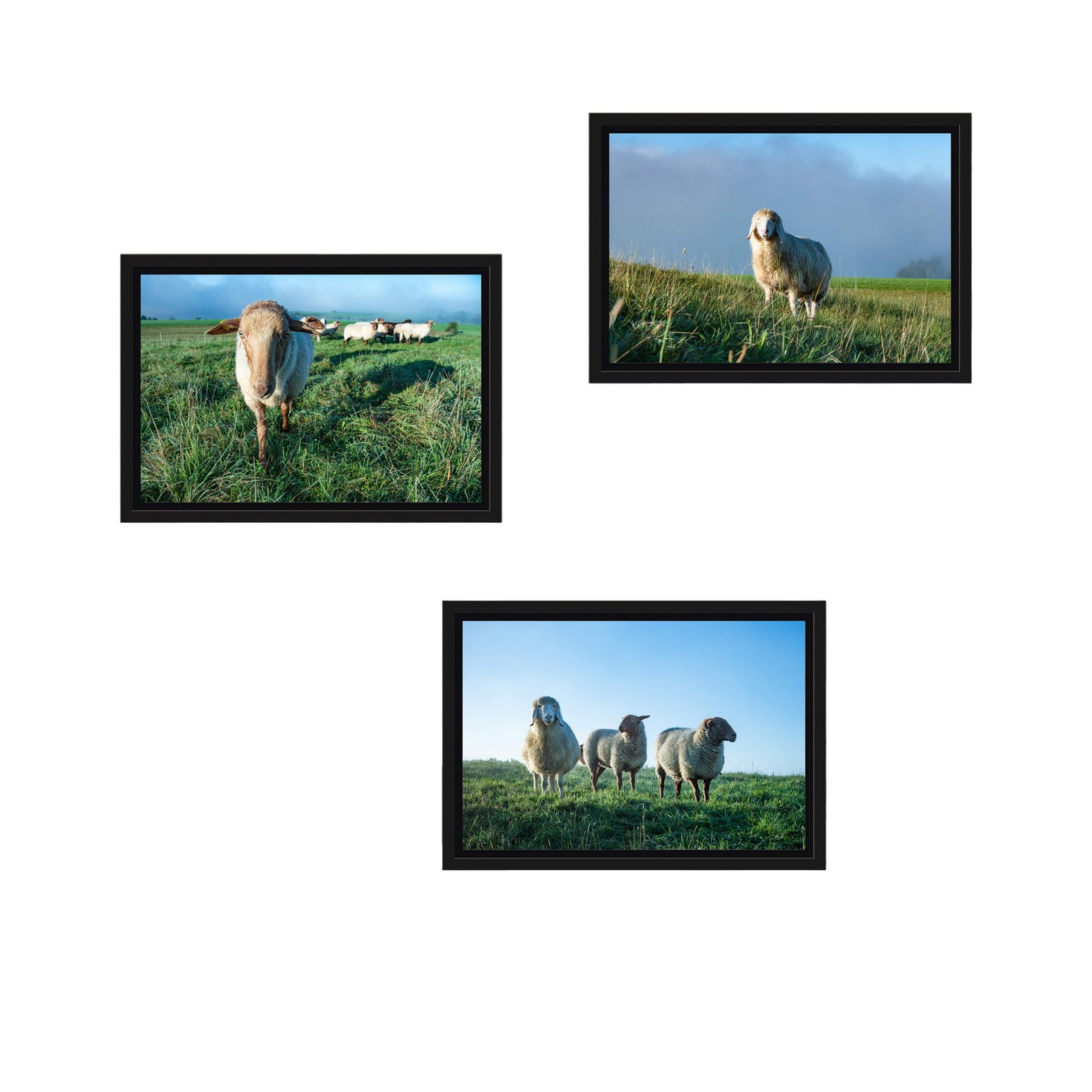Schattenfugenrahmen-SET-Schafe-Sommer-30x20cm-