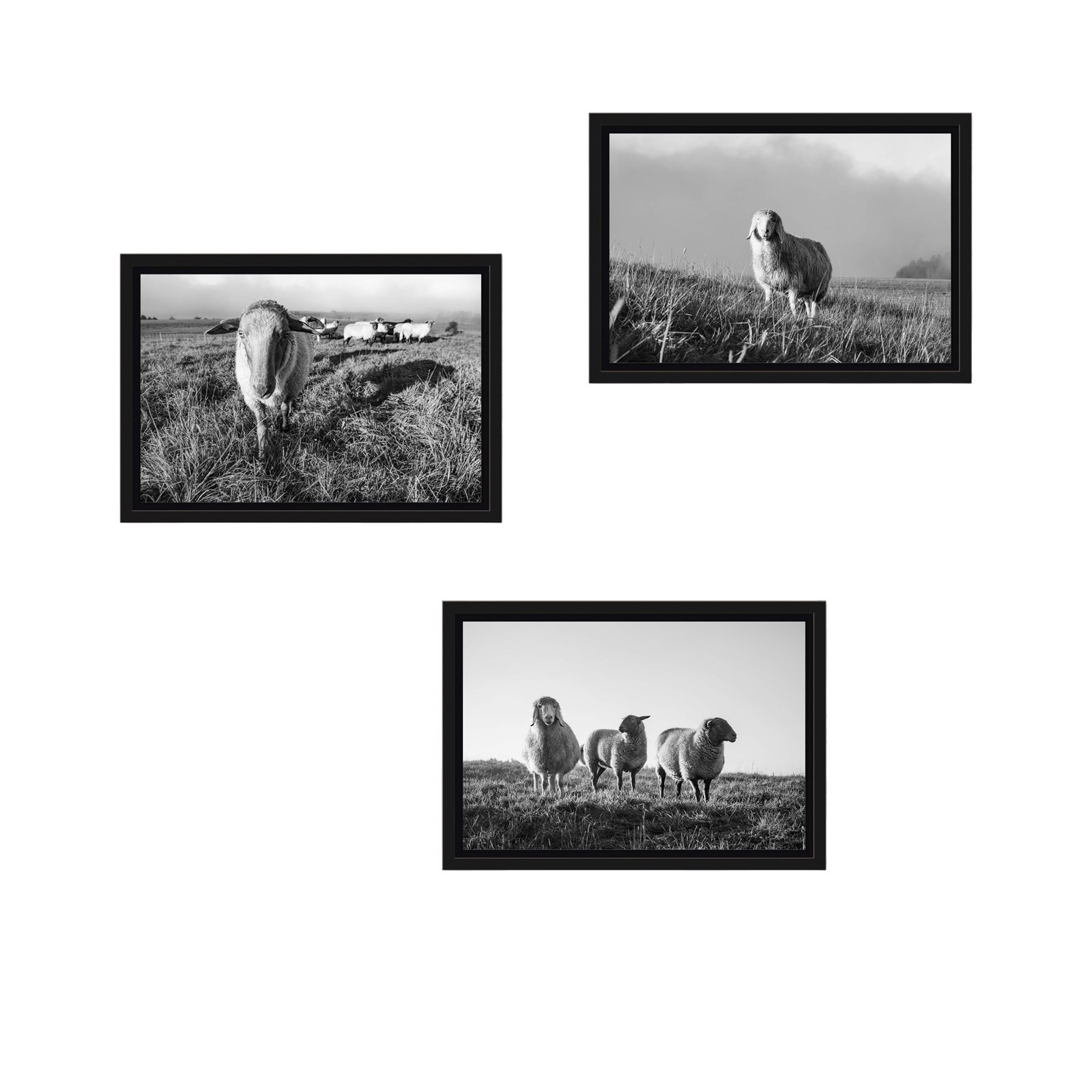 Schattenfugenrahmen-SET-Schafe-Sommer-30x20cm-SW-