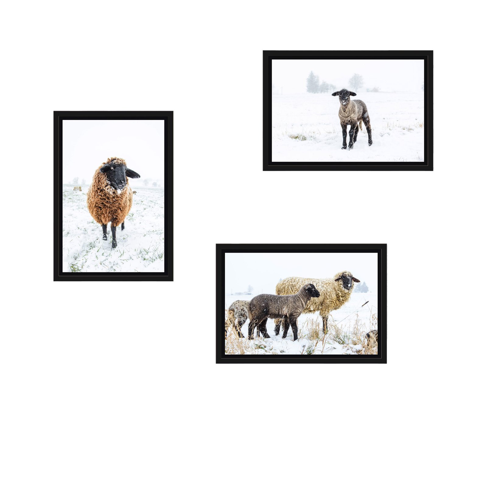 Schattenfugenrahmen-SET-Schafe-Winter-30x20cm-SW-