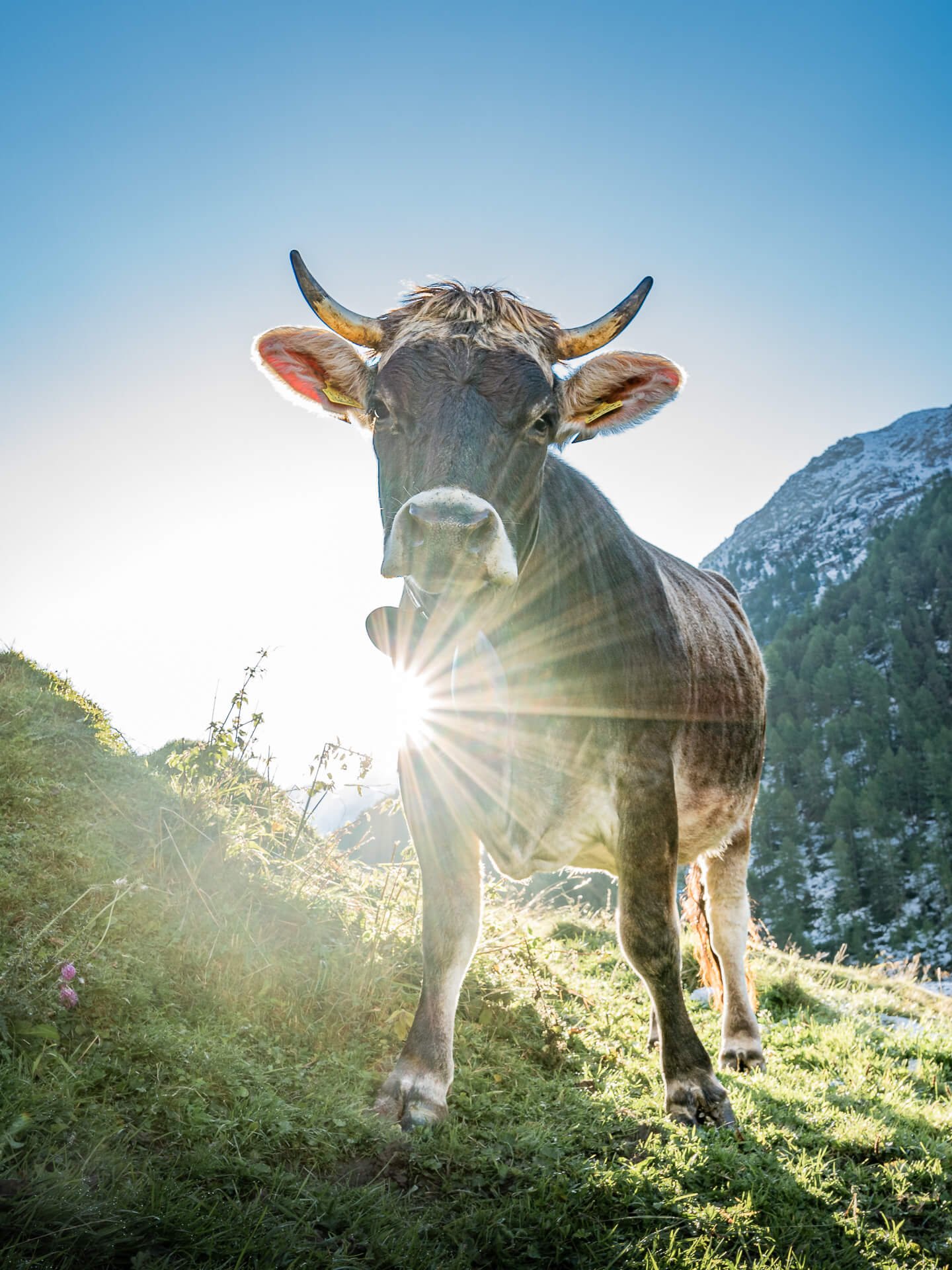 Die Kuh macht Muh – Hochformat