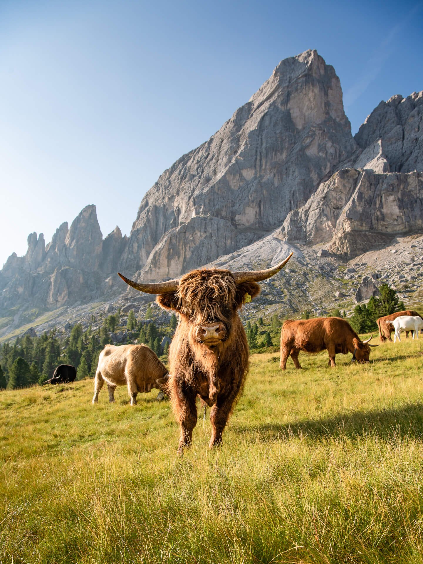 Hochlandrind am Peitler Kofel – Hochformat