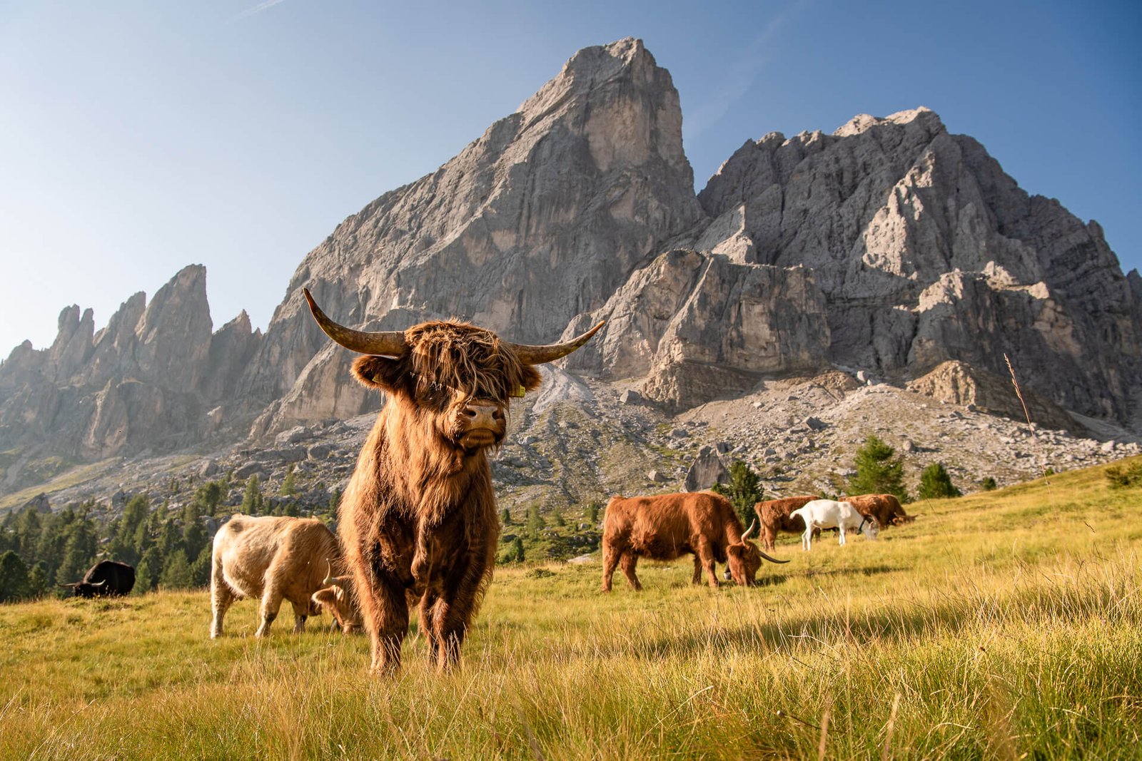 Hochlandrind am Peitler Kofel