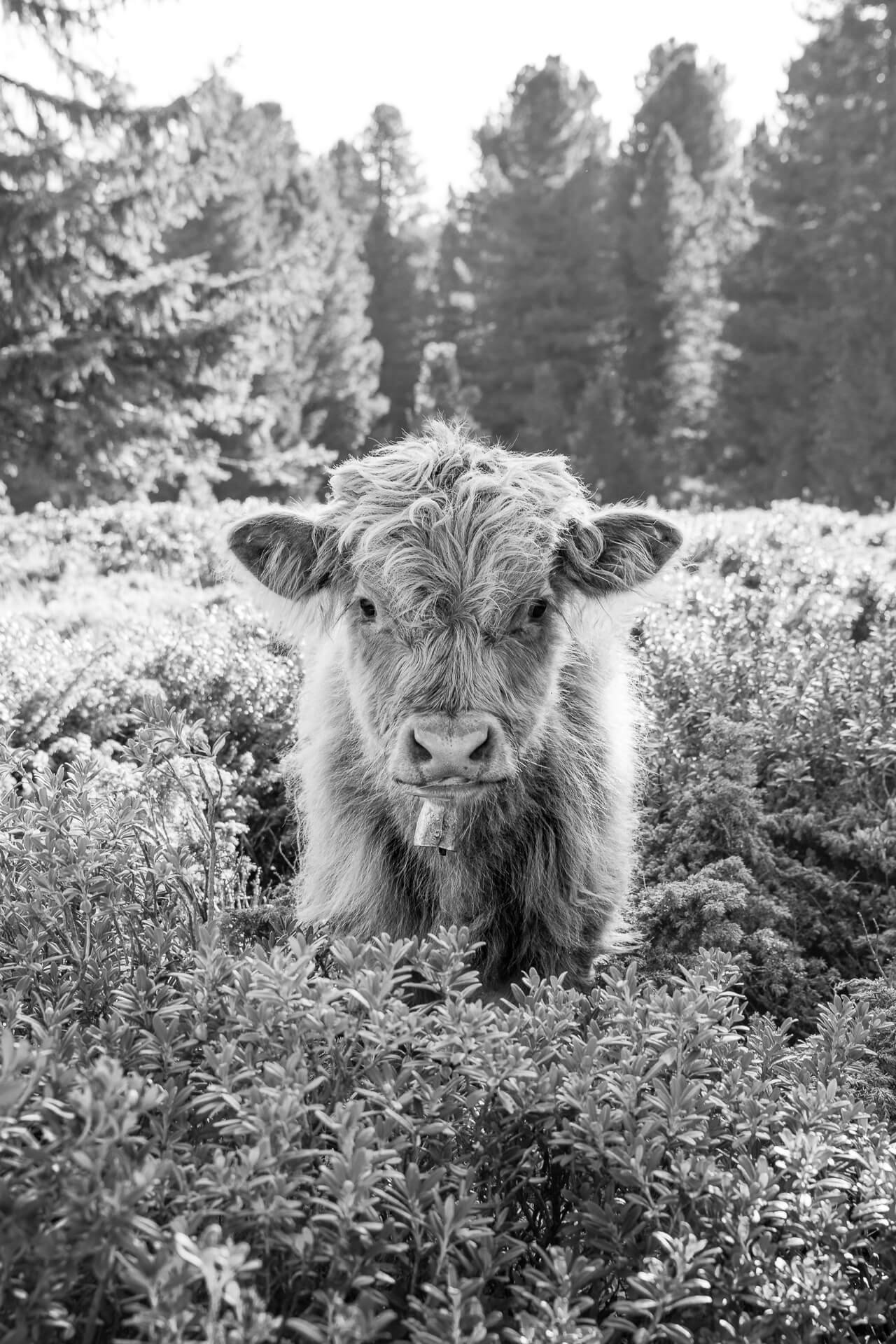 2-open-junges-kalb-auf-der-alm-90-hoch-sw