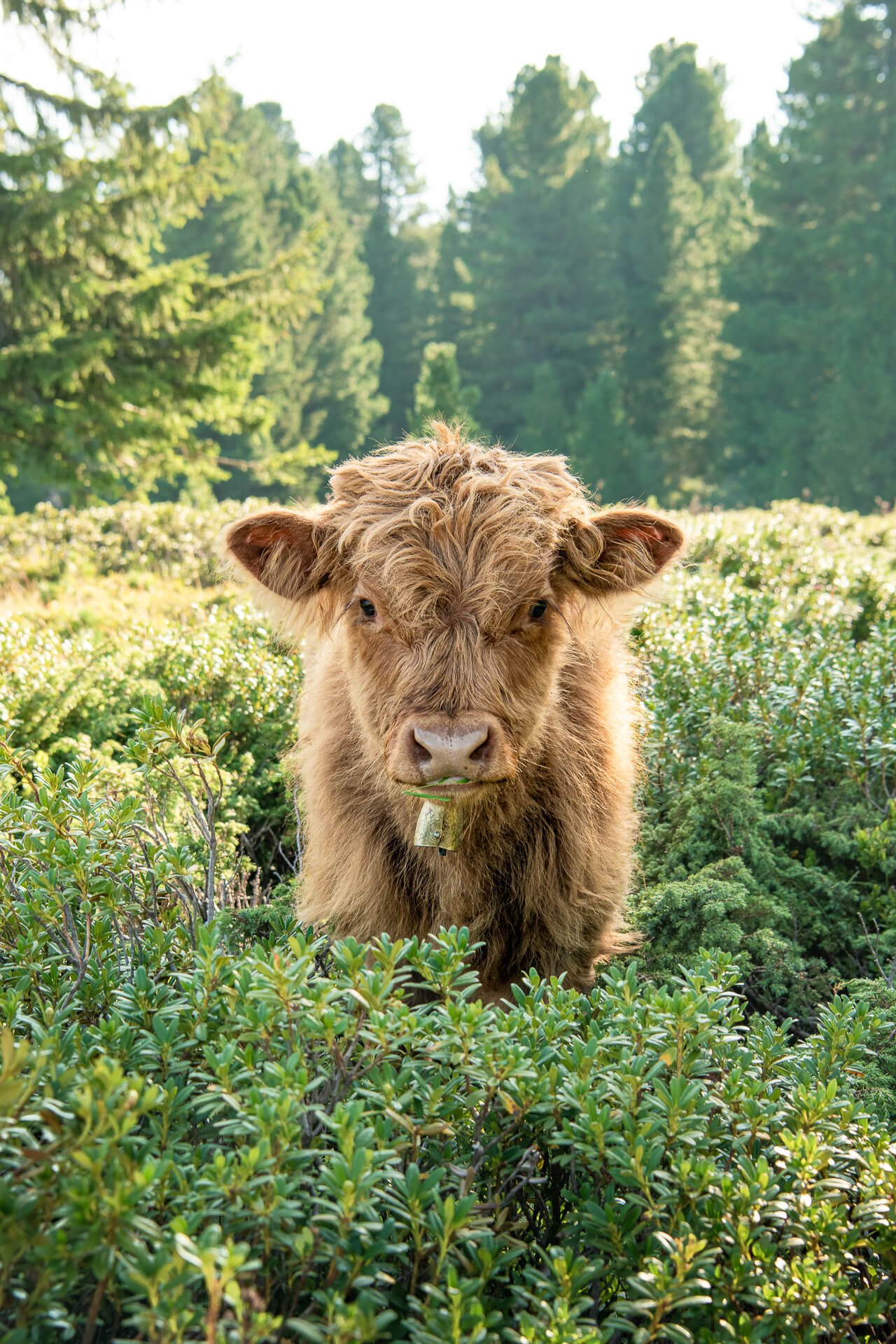 Junges Kalb auf der Alm – Hochformat