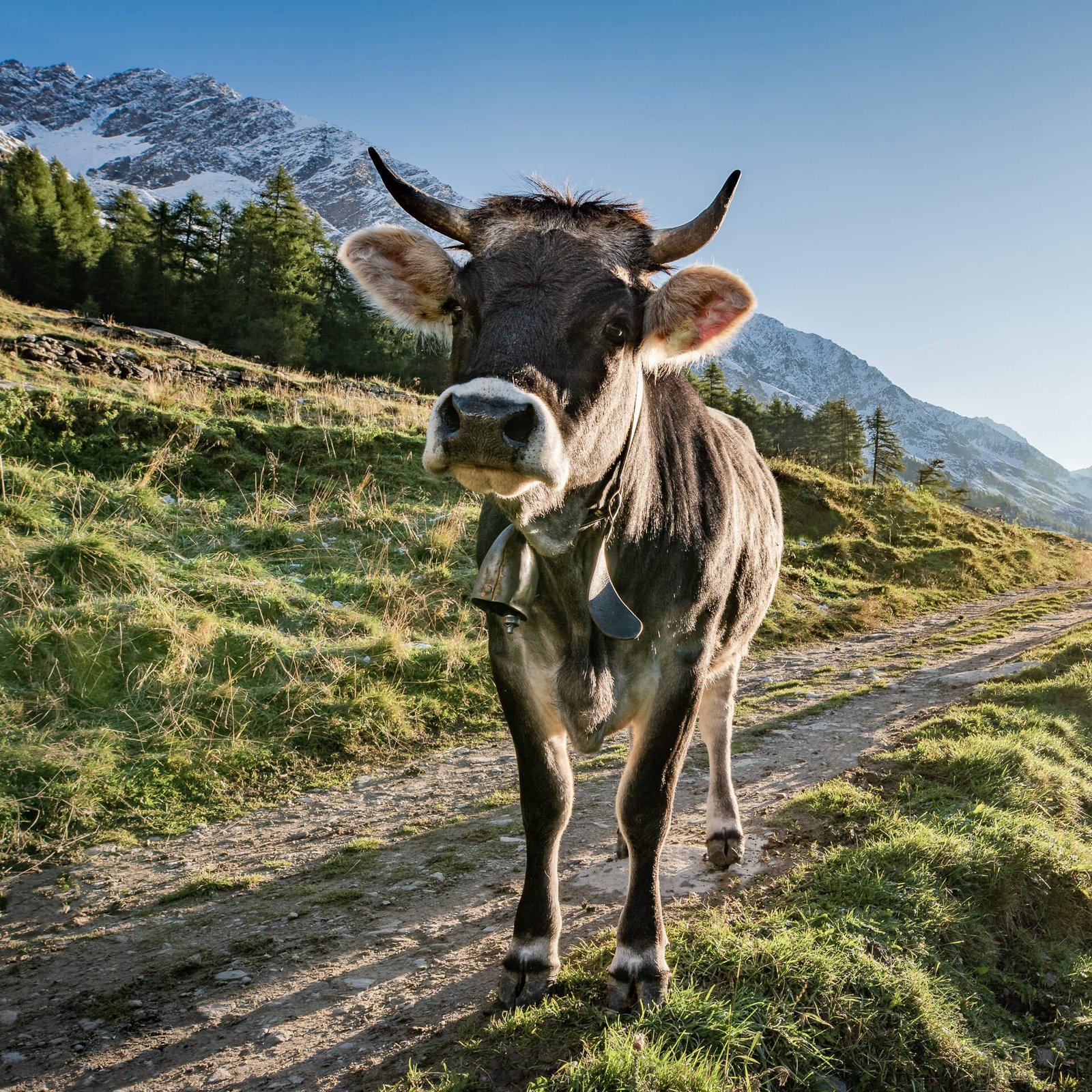 Jungkuh auf der Alm