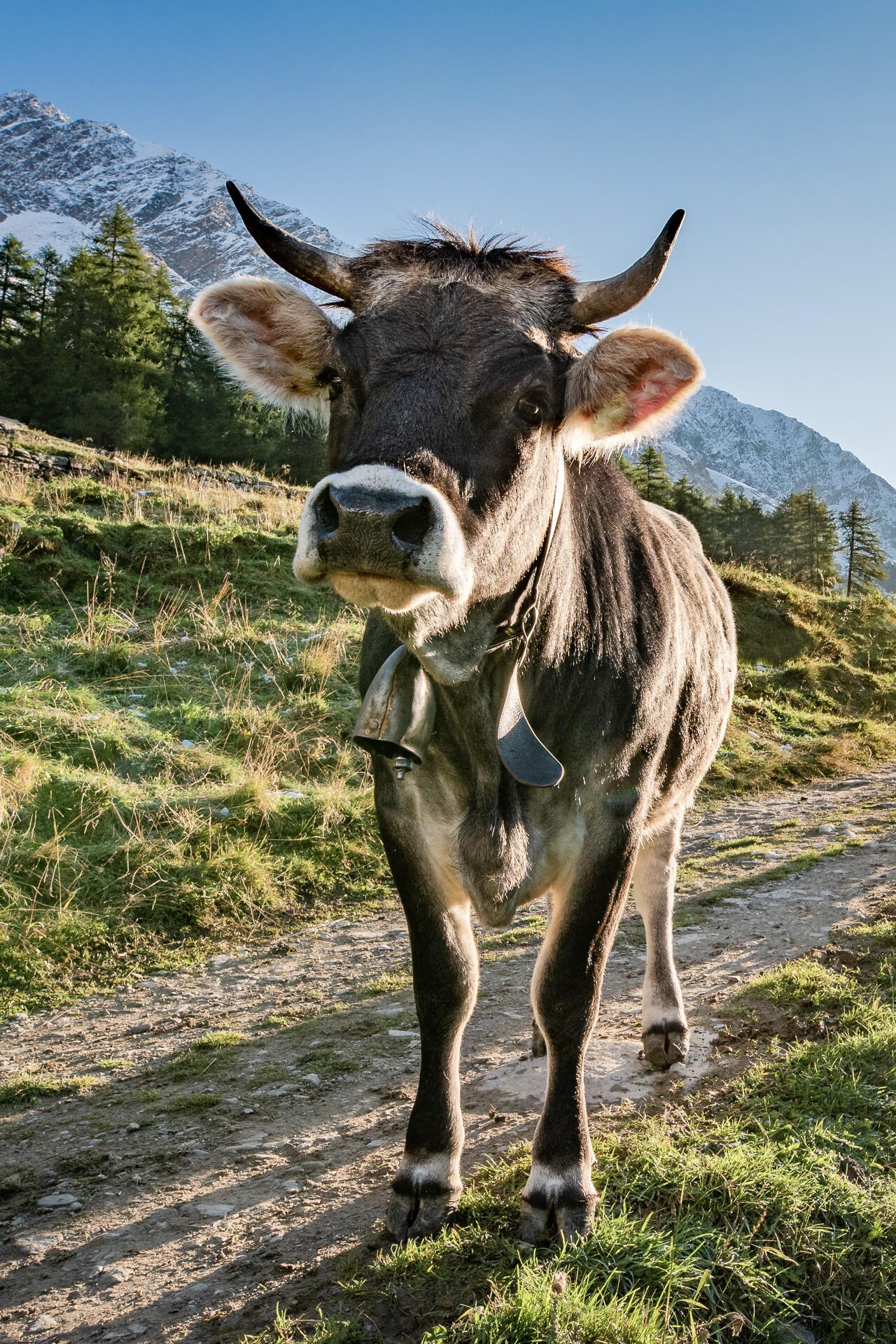 Jungkuh auf der Alm – Hochformat