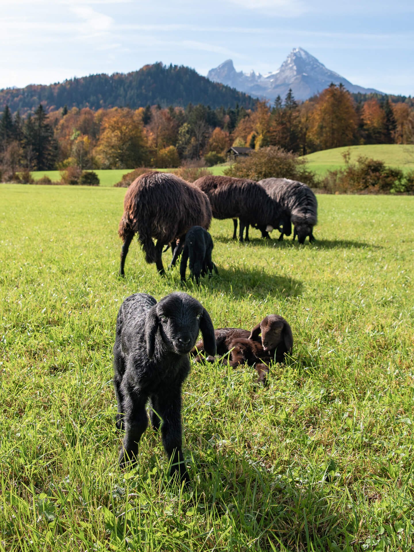 Schwarzes Lamm – Hochformat