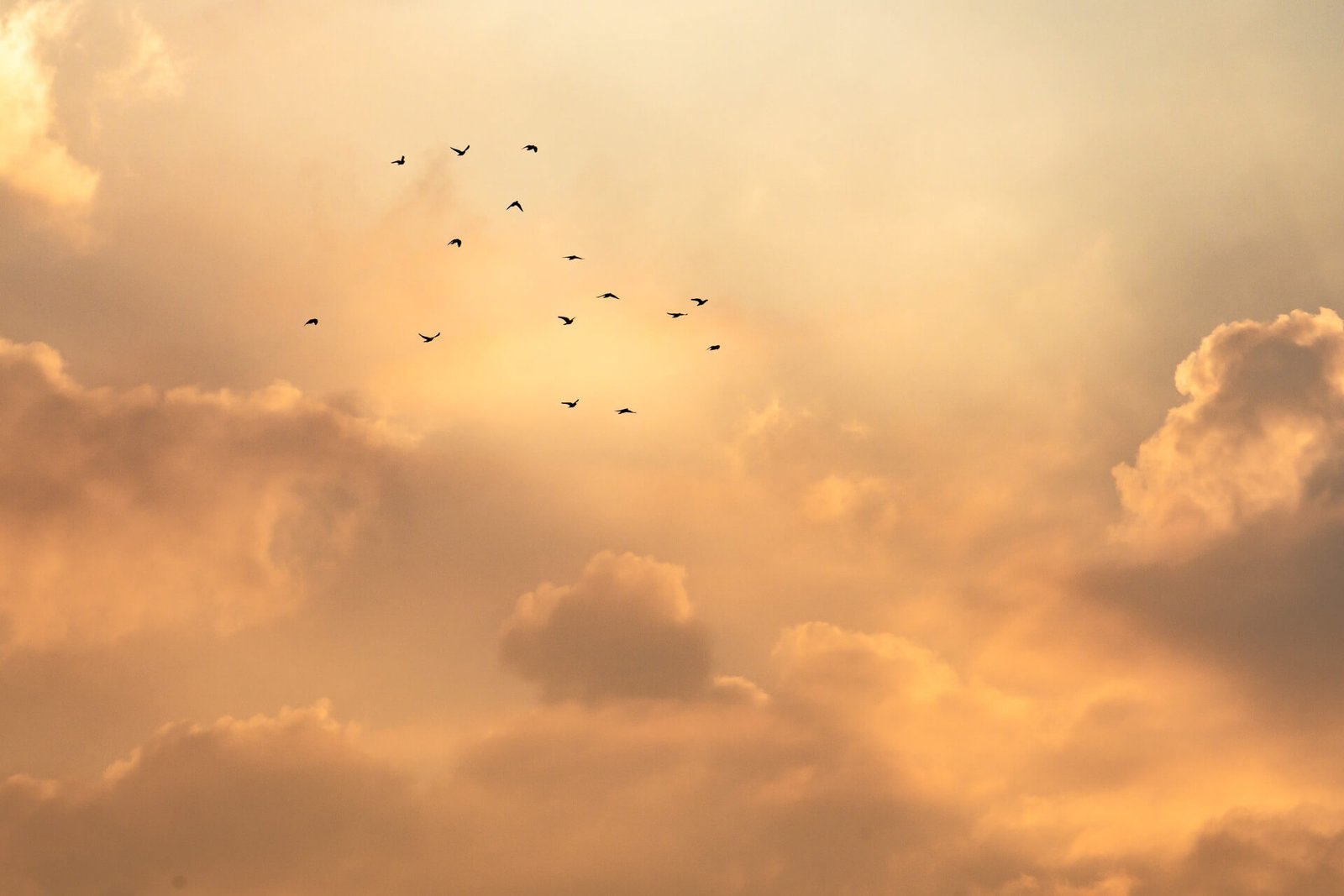 Ein Vogelschwarm fliegt durch einen von warmem Licht und goldenen Wolken geprägten Himmel.