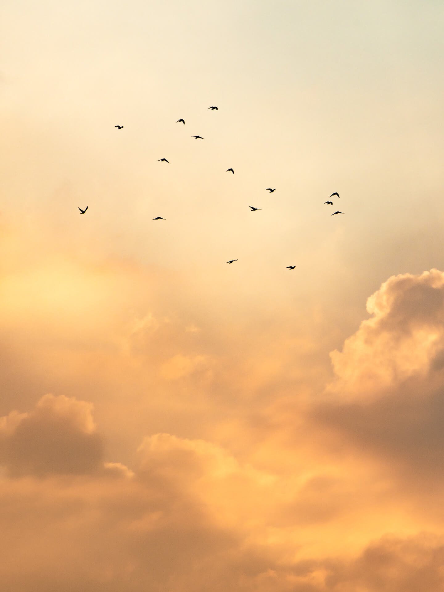Ein Vogelschwarm im goldenen Wolkenhimmel, als Wandbild im Hochformat.