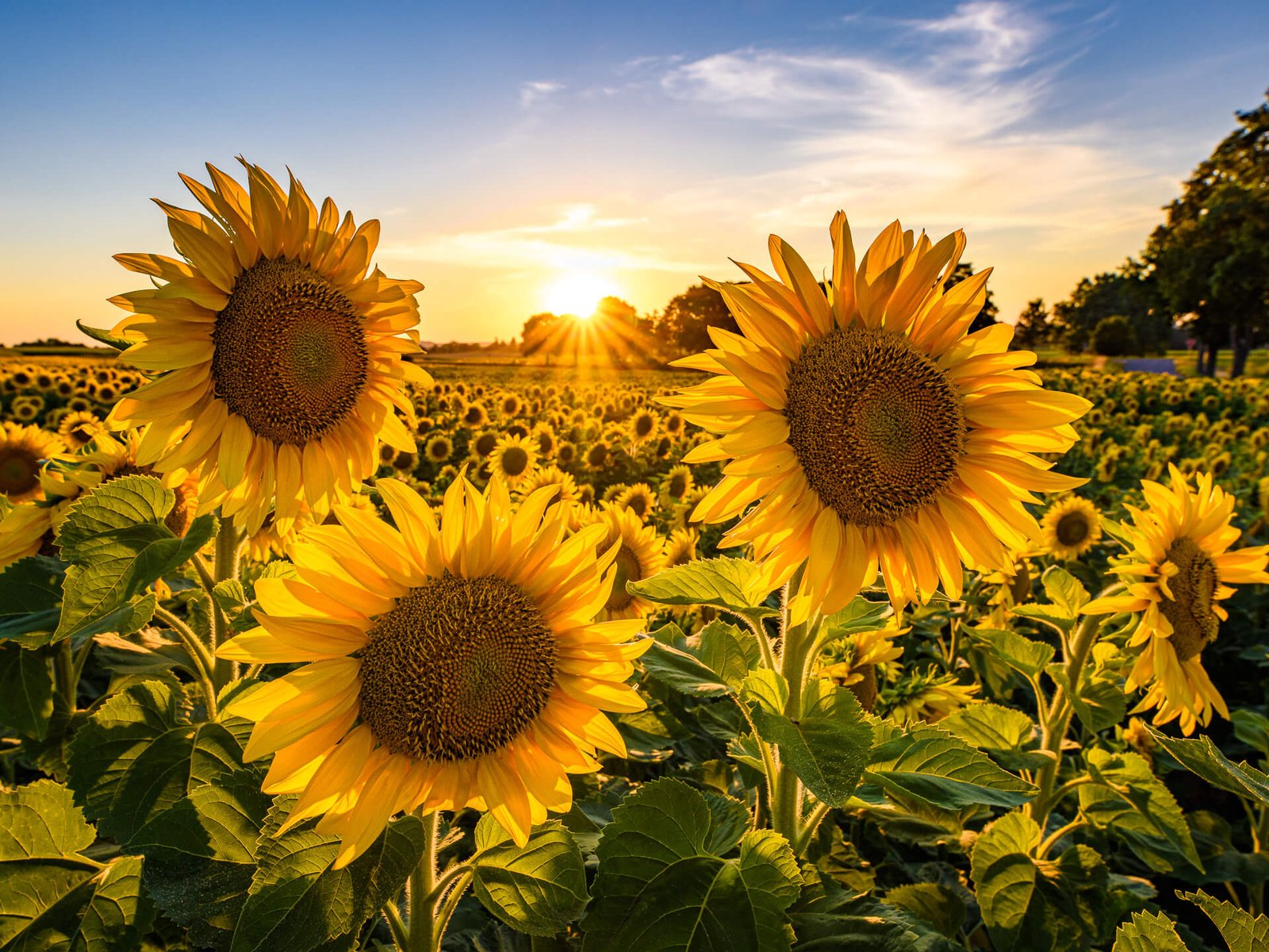 Drei Sonnenblumen