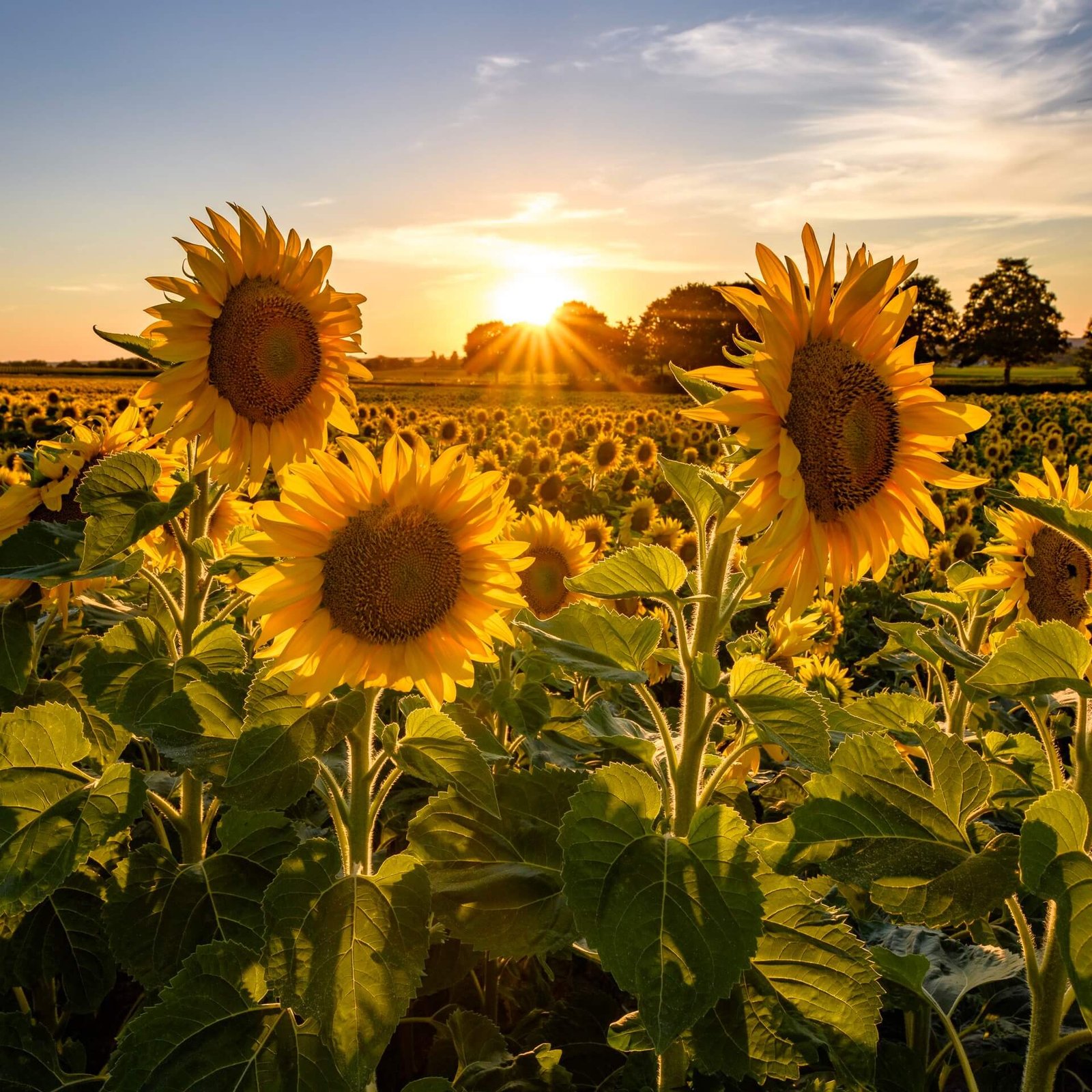 Drei Sonnenblumen im warmen Abendlicht, als quadratisches Wandbild.
