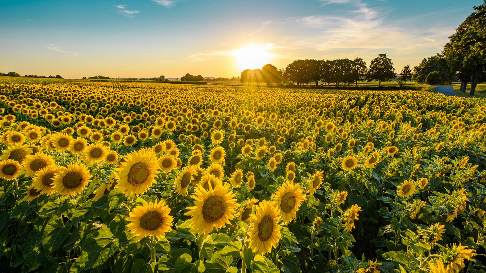 Ein weites Sonnenblumenfeld im goldenen Licht der tief stehenden Sonne.