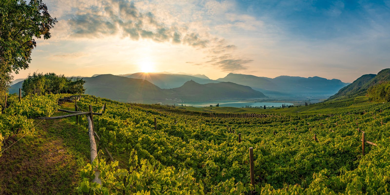 Weinberge am Kalterer See im warmen Licht des Sonnenaufgangs, mit Bergen am Horizont.